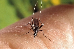 TEMOIGNAGE. Chikungunya à La Réunion : "j’avais mal partout dans le corps, j’ai tout de suite pensé au retour du chik"