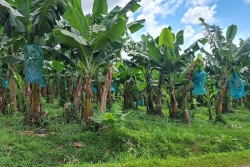 Chlordécone : 137 ouvriers agricoles indemnisés, pour 90% des populations des Antilles exposées