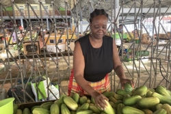 Le concombre et la pastèque à l'honneur au grand marché de Fort-de-France