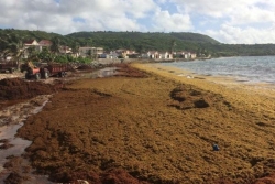 Sargasses en Guadeloupe : des échouements très actifs sur Marie-Galante et le nord Grande-Terre